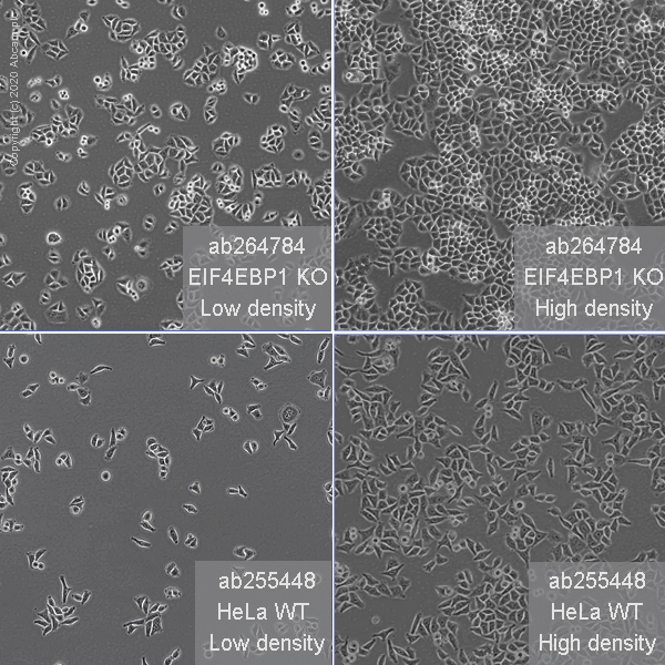 Cell Culture - Human EIF4EBP1 knockout HeLa cell line (AB264784), expandable thumbnail