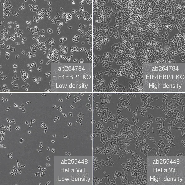 Cell Culture - Human EIF4EBP1 knockout HeLa cell line (AB264784)