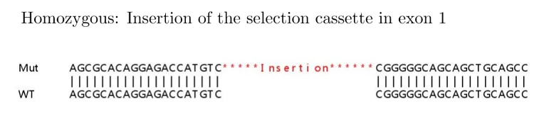 Sanger Sequencing - Human EIF4EBP1 knockout HeLa cell lysate (AB257146)
