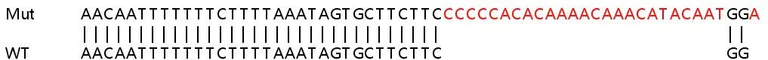 Sanger Sequencing - Human EIF4G2 (P97/DAP5) knockout HEK-293T cell line (AB266209)