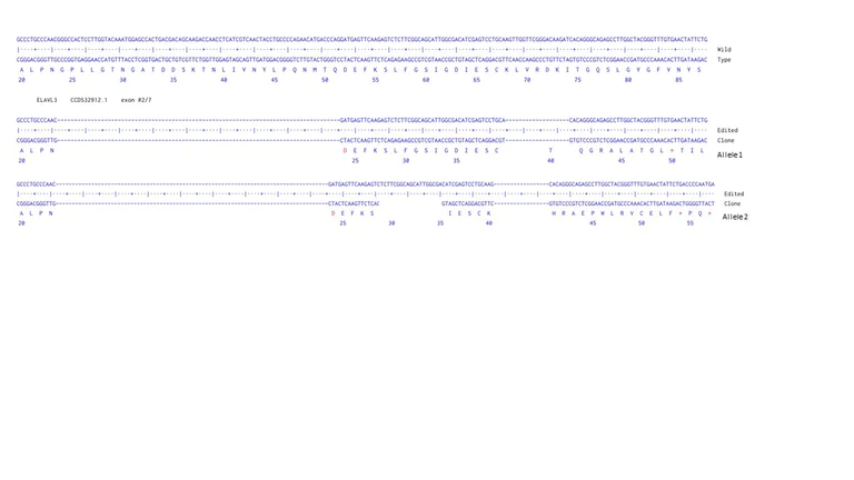 Next Generation Sequencing - Human ELAVL3 knockout U-87 MG cell line (AB306657)