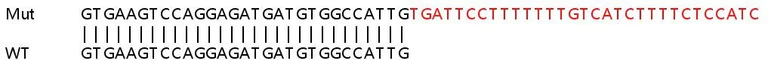 Sanger Sequencing - Human ELK1 knockout HeLa cell line (AB261764)