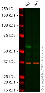 Western blot - Human ELK1 knockout HeLa cell lysate (AB256904)