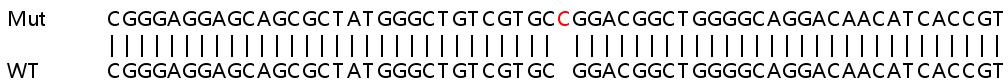 Sanger Sequencing - Human ELL2 knockout HeLa cell line (AB265499), expandable thumbnail