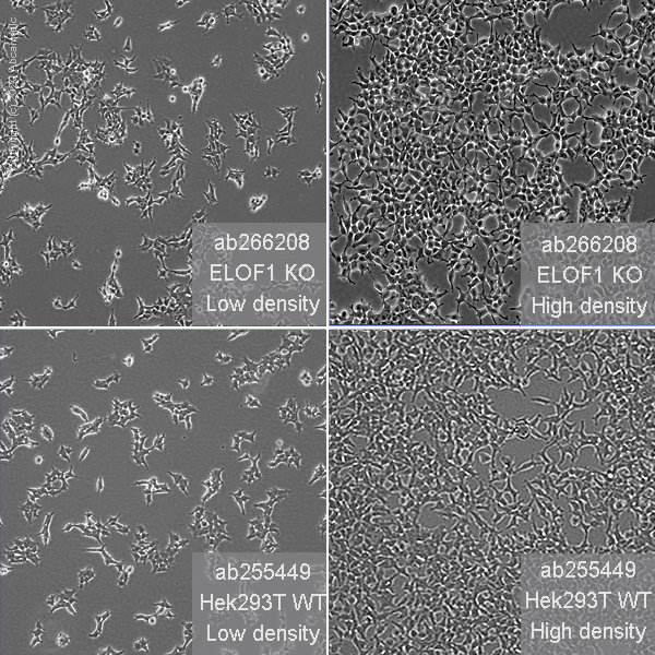 Cell Culture - Human ELOF1 knockout HEK-293T cell line (AB266208)