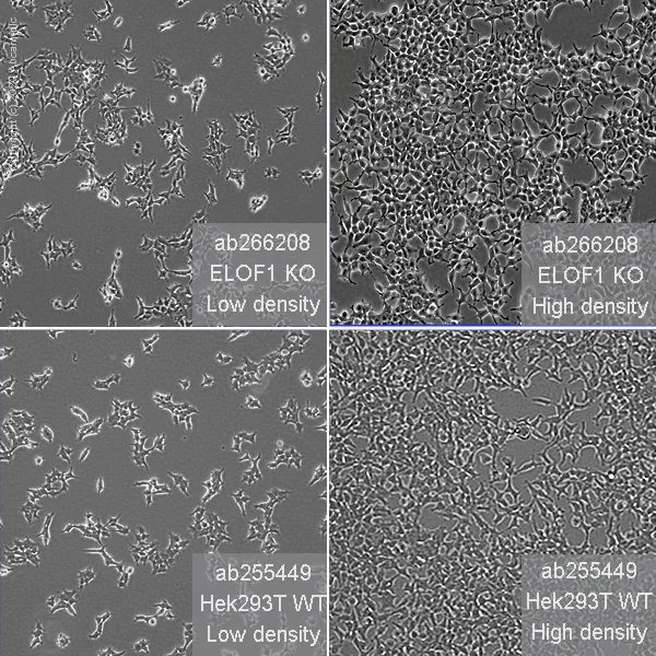 Cell Culture - Human ELOF1 knockout HEK-293T cell line (AB266208)