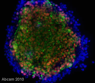 Immunocytochemistry/ Immunofluorescence - Human Embryonic Stem Cell Marker Panel (Oct4, Nanog, Tra-1-60 and SOX2) (AB238602)