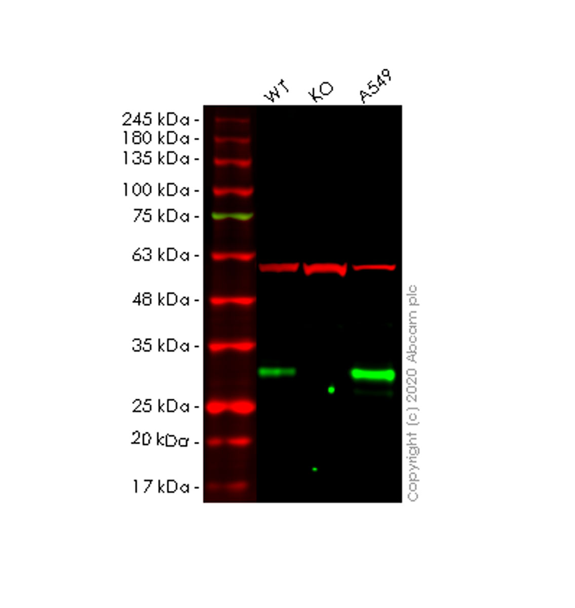 Western blot - Human EMC10 (C19orf63) knockout HeLa cell line (AB265783), expandable thumbnail