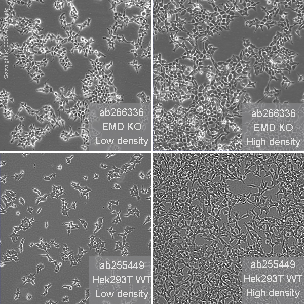 Human EMD (Emerin) knockout HEK293T cell line (AB266336) Abcam