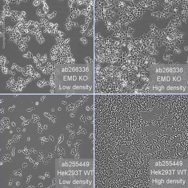Cell Culture - Human EMD (Emerin) knockout HEK-293T cell line (AB266336)