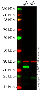 Western blot - Human EMD (Emerin) knockout HEK-293T cell lysate (AB257423), expandable thumbnail