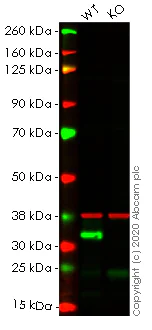 Western blot - Human EMD (Emerin) knockout HEK-293T cell lysate (AB257423)
