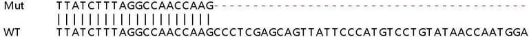 Sanger Sequencing - Human EML4 knockout HeLa cell line (AB265098)