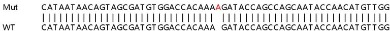 Sanger Sequencing - Human EMP1 knockout HeLa cell line (AB265806)