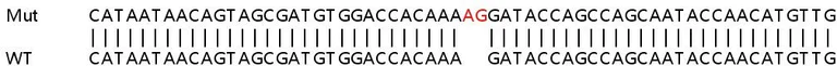 Sanger Sequencing - Human EMP1 knockout HeLa cell line (AB265806)