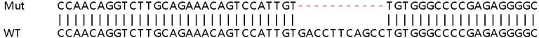 Sanger Sequencing - Human ENG (CD105) knockout HeLa cell lysate (AB256906)