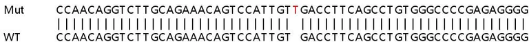 Sanger Sequencing - Human ENG (CD105) knockout HeLa cell lysate (AB256906)