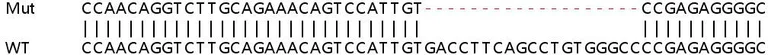 Sanger Sequencing - Human ENG (CD105) knockout HeLa cell lysate (AB256906)