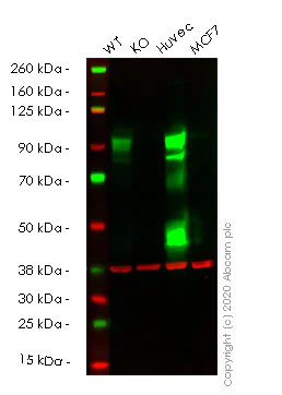 Western blot - Human ENG (CD105) knockout HeLa cell lysate (AB256906)