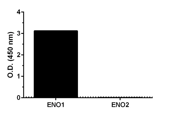 Sandwich ELISA - Human ENO1 ELISA Kit, Fluorescent (AB229405)