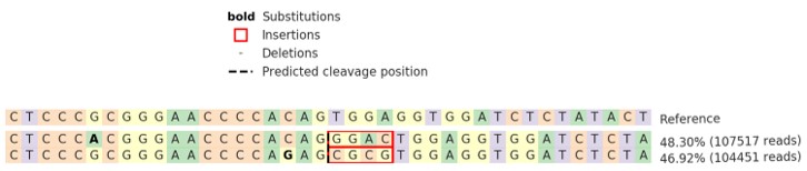 Human ENO2 knockout Jurkat cell line