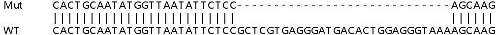 Sanger Sequencing - Human ENPP2 (ATX) knockout HeLa cell lysate (AB257424), expandable thumbnail