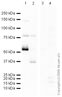 Western blot - Human ENT1 peptide (AB48606)
