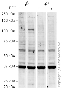 Western blot - Human EPAS1 (HIF-2-alpha) knockout A549 cell line (AB259774)