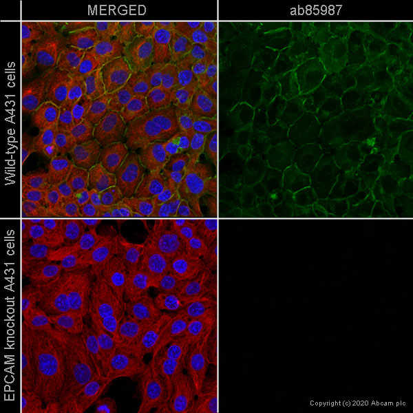 Immunocytochemistry/ Immunofluorescence - Human EPCAM knockout A-431 cell line (ab261902), expandable thumbnail