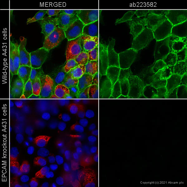Immunocytochemistry/ Immunofluorescence - Human EPCAM knockout A-431 cell line (AB261902)