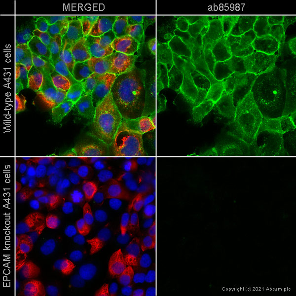 Immunocytochemistry/ Immunofluorescence - Human EPCAM knockout A-431 cell line (ab261902), expandable thumbnail