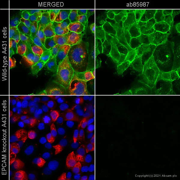 Immunocytochemistry/ Immunofluorescence - Human EPCAM knockout A-431 cell line (AB261902)