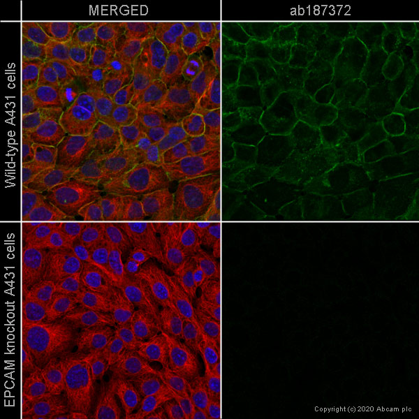 Immunocytochemistry/ Immunofluorescence - Human EPCAM knockout A-431 cell line (AB261902), expandable thumbnail