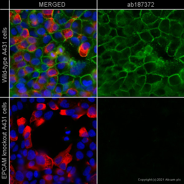 Immunocytochemistry/ Immunofluorescence - Human EPCAM knockout A-431 cell line (ab261902), expandable thumbnail