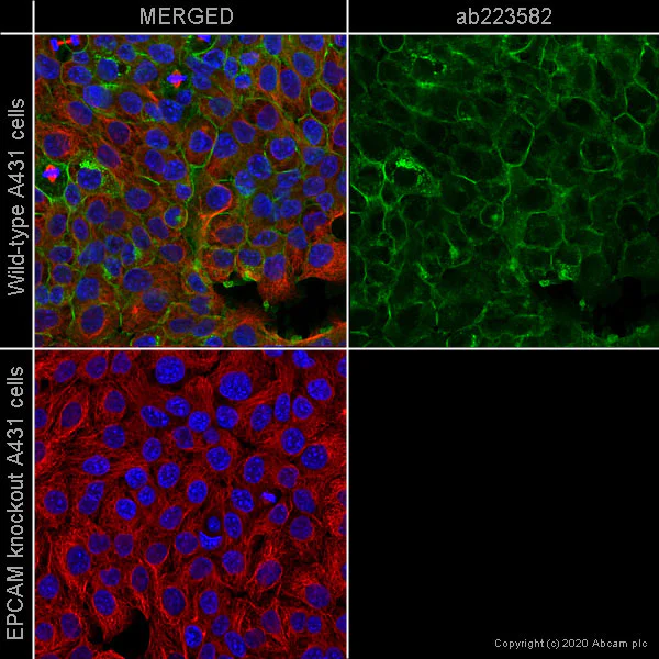 Immunocytochemistry/ Immunofluorescence - Human EPCAM knockout A-431 cell line (AB261902)