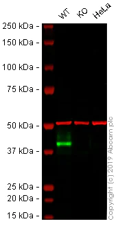 Western blot - Human EPCAM knockout A-431 cell line (AB261902)