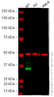 Western blot - Human EPCAM knockout A-431 cell line (AB261902), expandable thumbnail