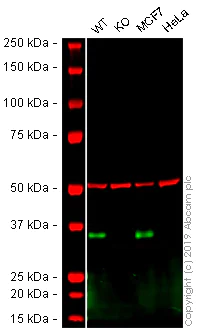 Western blot - Human EPCAM knockout A-431 cell lysate (AB261708)