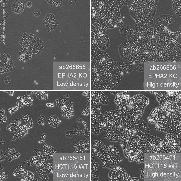 Cell Culture - Human EPHA2 (Eph receptor A2) knockout HCT116 cell line (AB266856)