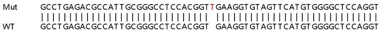Sanger Sequencing - Human EPHA2 (Eph receptor A2) knockout HeLa cell line (AB264795)
