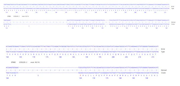 Next Generation Sequencing - Human EPHB2 knockout HCT116 cell line (AB287395)
