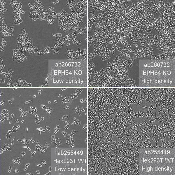 Human EPHB4 (Eph receptor B4/HTK) knockout HEK-293T cell line