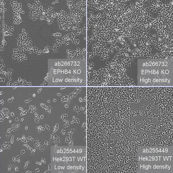 Cell Culture - Human EPHB4 (Eph receptor B4/HTK) knockout HEK-293T cell line (AB266732)