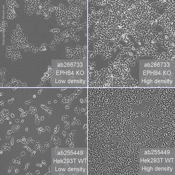 Cell Culture - Human EPHB4 (Eph receptor B4/HTK) knockout HEK-293T cell line (AB266733), expandable thumbnail