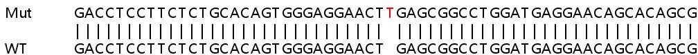Sanger Sequencing - Human EPHB4 (Eph receptor B4/HTK) knockout HEK-293T cell line (AB266733), expandable thumbnail