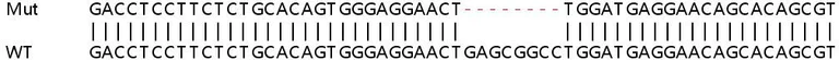 Sanger Sequencing - Human EPHB4 (Eph receptor B4/HTK) knockout HEK-293T cell lysate (AB257428)