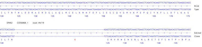 Next Generation Sequencing - Human EPHX2 knockout K562 cell line (AB301986)