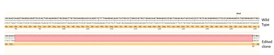 Next Generation Sequencing - Human ErbB2 / HER2 knockout A549 cell line (AB286455), expandable thumbnail