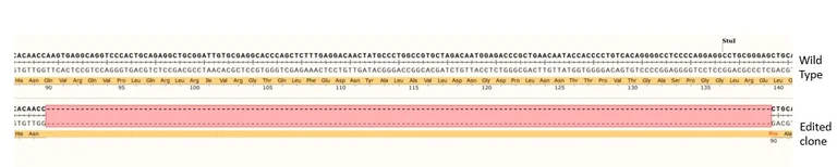 Next Generation Sequencing - Human ErbB2 / HER2 knockout A549 cell line (AB286455)