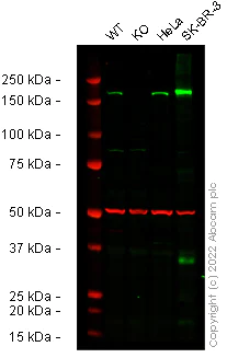 Western blot - Human ErbB2 / HER2 knockout A549 cell line (AB286455)